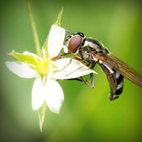 /album/santhicktifee/photolia-a02-jpg/