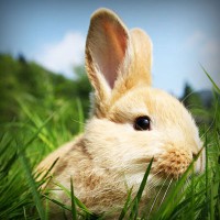 /album/santhicktifee/photolia-a03-jpg/