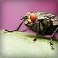 /album/santhicktifee/photolia-a08-jpg/